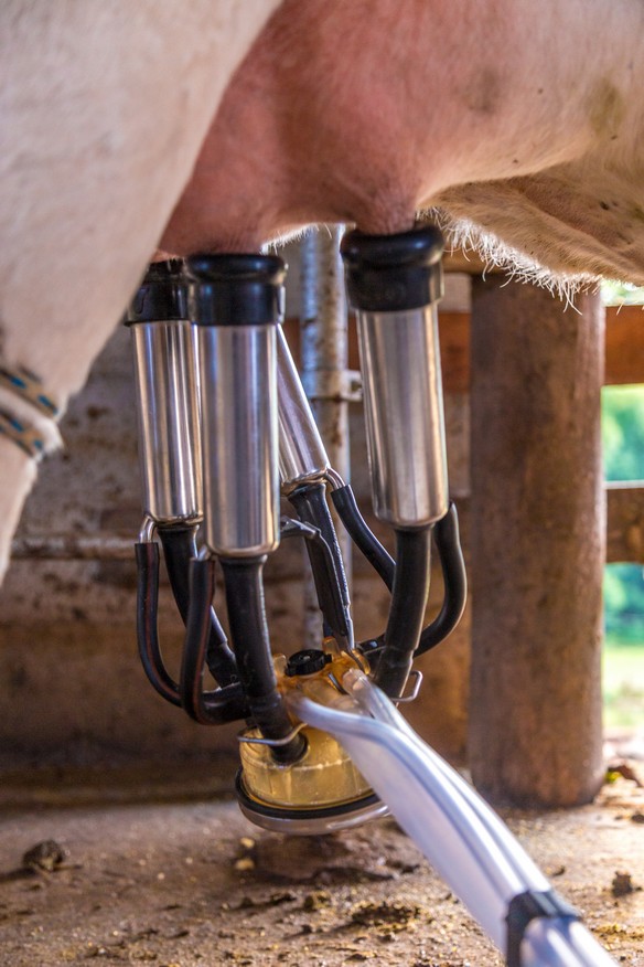 Improving milk yield in cattle involves a combination of good management practices